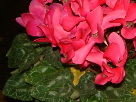 �V�N������(Cyclamen)