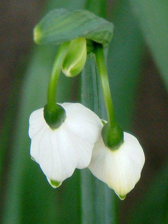 �X�m�[�t���[�N(Snowflake)