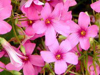 �C���J�^�o�~�i��Ћ�j