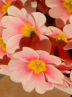 �v�������E�|���A���T(P.polyantha)