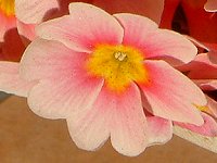 �v�������E�|���A���T(P.polyantha)