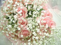 �s���N�̃o��(�Ɣ����J�X�~�\�E�̃u�[�P