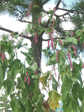 �I�I�P�^�f(�����)