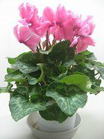 �V�N������(Cyclamen)