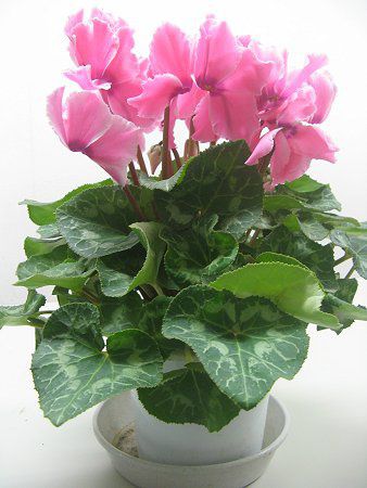 �V�N������(Cyclamen)