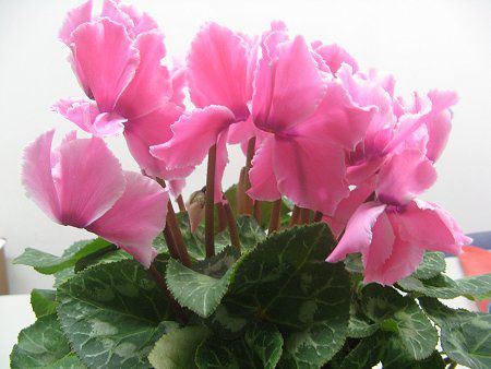 �V�N������(Cyclamen)