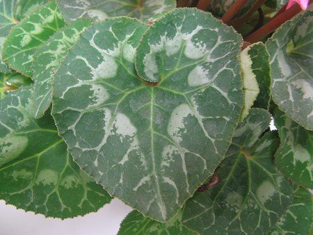 �V�N������(Cyclamen)