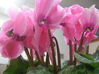 �V�N������(Cyclamen)