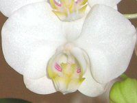 �Ӓ���-�A�}�r���X(Amabilis)-white-winter