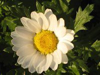 �N���T���Z�}���E�m�[�X�|�[���iChrysanthemum north pole�j