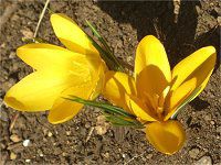 �N���b�J�X(crocus)