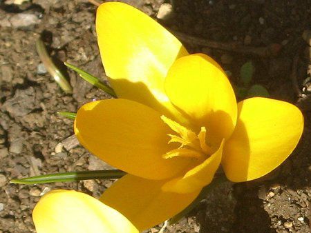 �N���b�J�X(Crocus)