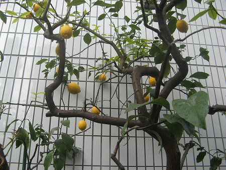 ������(Lemon)