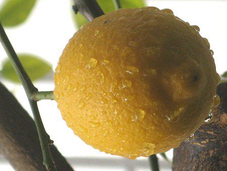 ������(Lemon)