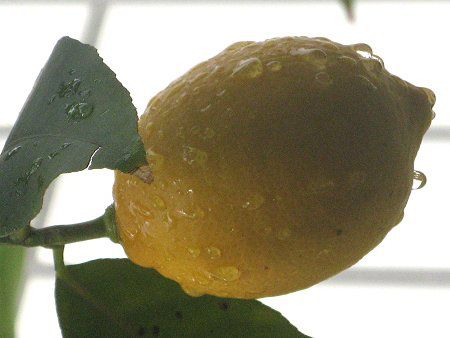������(Lemon)