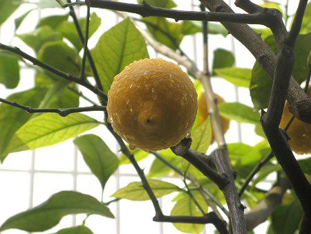 ������(Lemon)