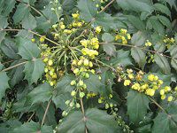 �q�C���M�i���e��(�A��V)