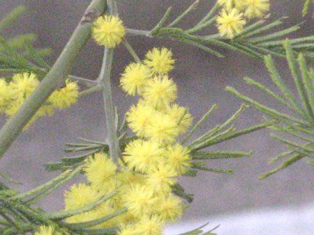 �A�J�V�A(Acacia)