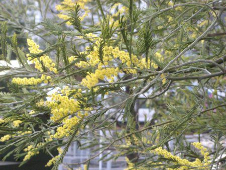 �A�J�V�A(Acacia)