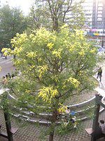 �A�J�V�A(Acacia)