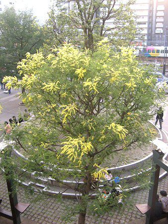 �A�J�V�A(Acacia)