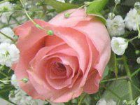 �o��(�K�N�Arose)