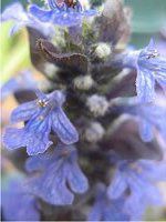 �A�W���K(Ajuga)