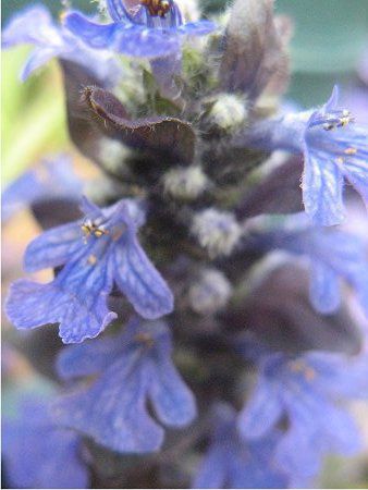 �A�W���K(Ajuga)