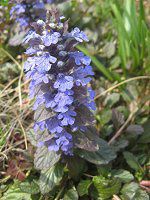 �A�W���K(Ajuga)