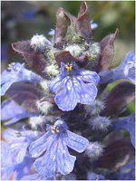 �A�W���K(Ajuga)
