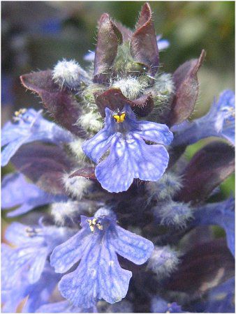 �A�W���K(Ajuga)