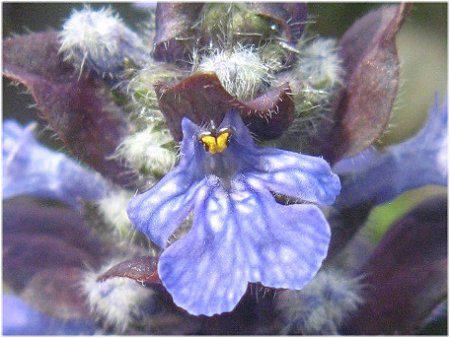 �A�W���K (Ajuga)