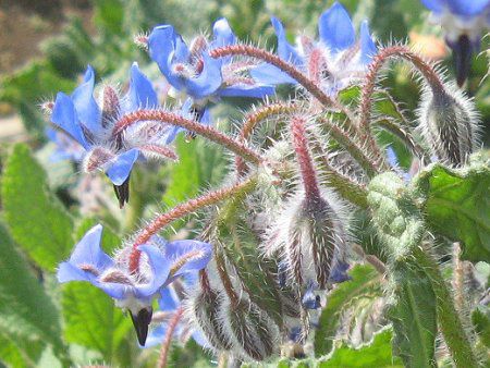 �{���W(Borage)