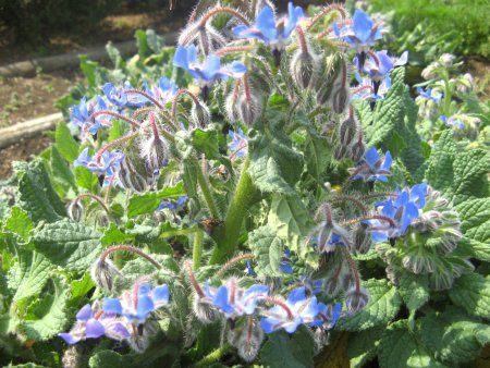 �{���W(Borage)