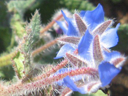 �{���W�iBorage�j