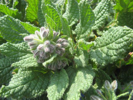 �{���W(Borage)