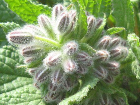 �{���W(Borage)