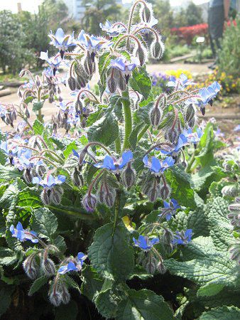 �{���W(Borage)