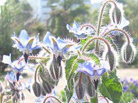 �{���W(Borage)
