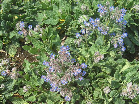 �{���W(Borage)
