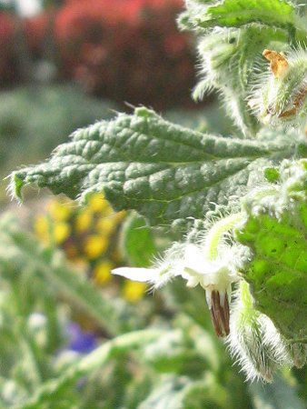 �{���W(Borage)
