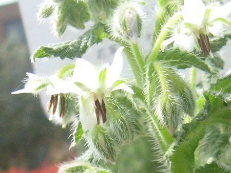 �{���W(Borage)