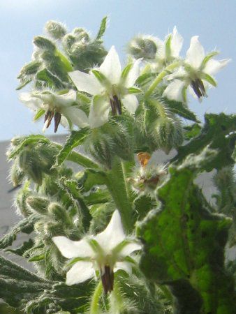�{���W(Borage)