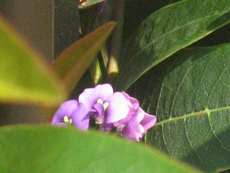 �n�[�f���x���M�A(Hardenbergia)
