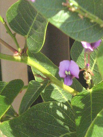 �n�[�f���x���M�A(Hardenbergia)