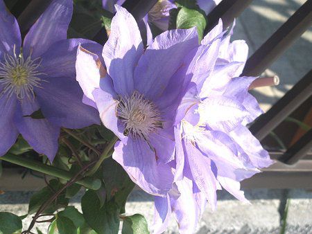 �N���}�`�X(Clematis)