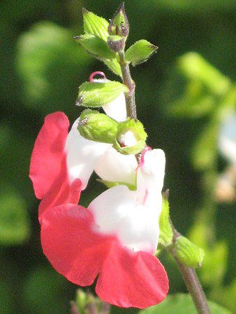 �T���r�A�E�~�N���t�B�� '�z�b�g���b�v�X'
