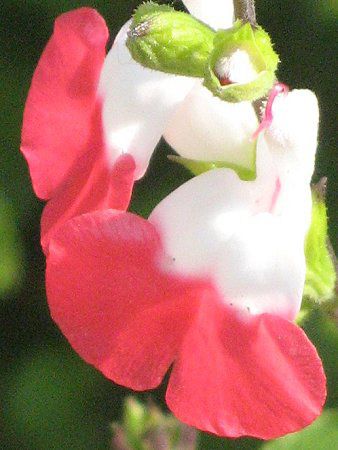 �T���r�A�E�~�N���t�B�� '�z�b�g���b�v�X'