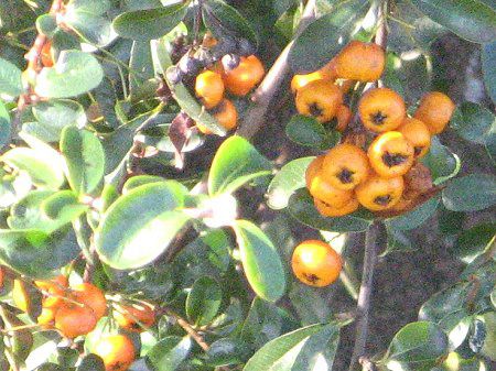 �s���J���T(Pyracantha)