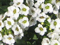 �X�C�[�g�A���b�T��(Sweet Alyssum)